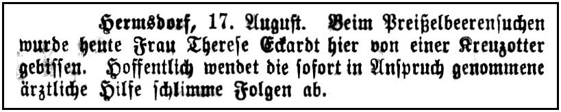 1899-08-17 Hdf Kreuzotter Eckardt